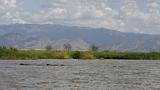 Ethiopia - Lago Chamo - Ippopotami - Hippos - 03